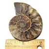 Image 1 : 13)  SPLIT 39.5 GRAM AMMONITE FOSSIL SPECIMEN