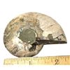 Image 2 : 13)  SPLIT 39.5 GRAM AMMONITE FOSSIL SPECIMEN