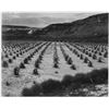 Image 1 : Adams - Corn Field, Indian Farm near Tuba City, Arizona 1941 2