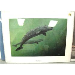Shrink wrapped print 129 of 250 "Gray Whales" by Gary Lyon (53)