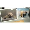 Image 1 : Lot of 2 shrink wrapped prints of polar bears Ronilee Lynch: print 661 of 750 "Just Dozin'" by Ronil