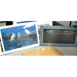 Lot of 2 shrink wrapped prints: double-matted print of 5 loons by Robert Bateman;  print 219 of 500 