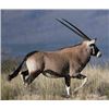 Image 1 : 1 Trophy Cow Oryx 1 Hunter on 362,000 acre Private Ranch with Del Re Outdoor Expeditions