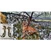 Image 1 : 5-Day New Mexico Mountain Lion Hunt for 1 Hunter