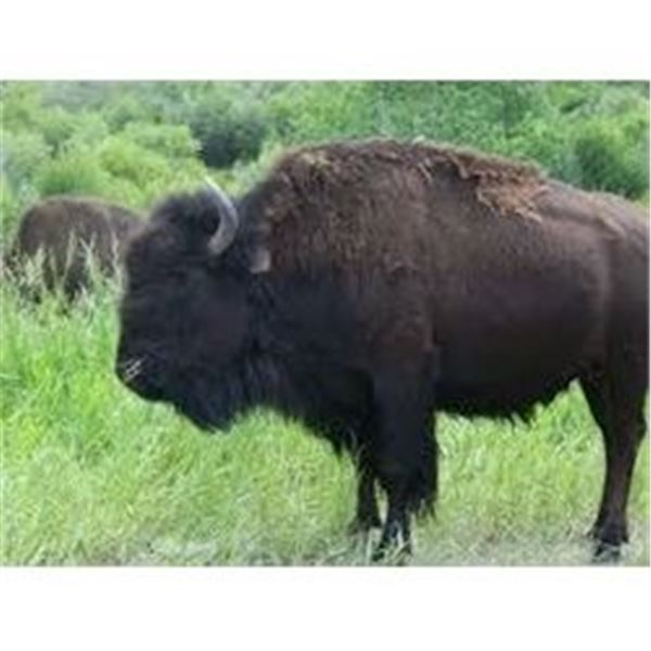 2 Day 1x1 American Bison Hunt for One Hunter & One Non-Hunter in New Mexico on Philmont Scout Ranch