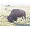 Image 3 : 2 Day 1x1 American Bison Hunt for One Hunter & One Non-Hunter in New Mexico on Philmont Scout Ranch