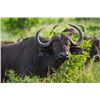 Image 7 : 10 Day/9 Night Cow Buffalo Hunt in the Limpopo Province South Africa for 2 Hunters for 2 Cow Buffalo