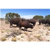 Image 3 : Cow Bison or up to 3-year-old Bull Yak Hunt in New Mexico with Rancho De Chavez