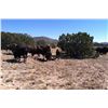 Image 4 : Cow Bison or up to 3-year-old Bull Yak Hunt in New Mexico with Rancho De Chavez