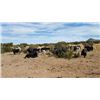 Image 8 : Cow Bison or up to 3-year-old Bull Yak Hunt in New Mexico with Rancho De Chavez