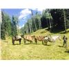 Image 5 : Drop Camp Service for 2 Hunters in the San Juan National Forest Colorado w/ Western Sky Outfitters