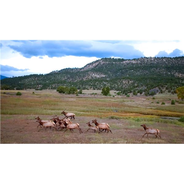 3 Day Premium Guided Cow Elk Hunt on Vermejo, A Ted Turner Reserve for 1 hunter & 1 non-hunter