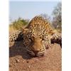 Image 5 : 14-Day Leopard Hunt in the famed Mateke hills area of Zimbabwe