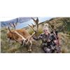 Image 4 : 5 Day Silver Medal Red Stag Hunt for 1 Hunter in New Zealand With Glen Dene Hunting & Fishing