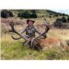 Image 5 : 5 Day Silver Medal Red Stag Hunt for 1 Hunter in New Zealand With Glen Dene Hunting & Fishing