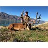 Image 6 : 5 Day Silver Medal Red Stag Hunt for 1 Hunter in New Zealand With Glen Dene Hunting & Fishing
