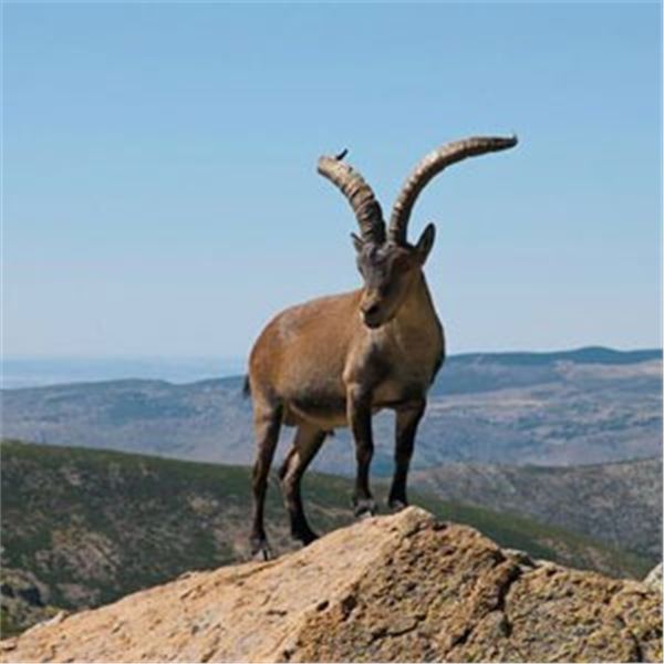 3 Day BECEITE Ibex Ibex hunt for 1 Hunter with Spain Hunting Ibex – Includes up to 69" BECEITE Ibex