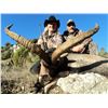 Image 5 : 3 Day BECEITE Ibex Ibex hunt for 1 Hunter with Spain Hunting Ibex – Includes up to 69" BECEITE Ibex