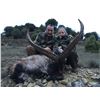 Image 6 : 3 Day BECEITE Ibex Ibex hunt for 1 Hunter with Spain Hunting Ibex – Includes up to 69" BECEITE Ibex