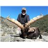 Image 8 : 3 Day BECEITE Ibex Ibex hunt for 1 Hunter with Spain Hunting Ibex – Includes up to 69" BECEITE Ibex