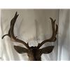 Image 10 : 208” inch Mule Deer Shoulder Mount