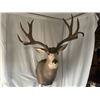 Image 11 : 208” inch Mule Deer Shoulder Mount