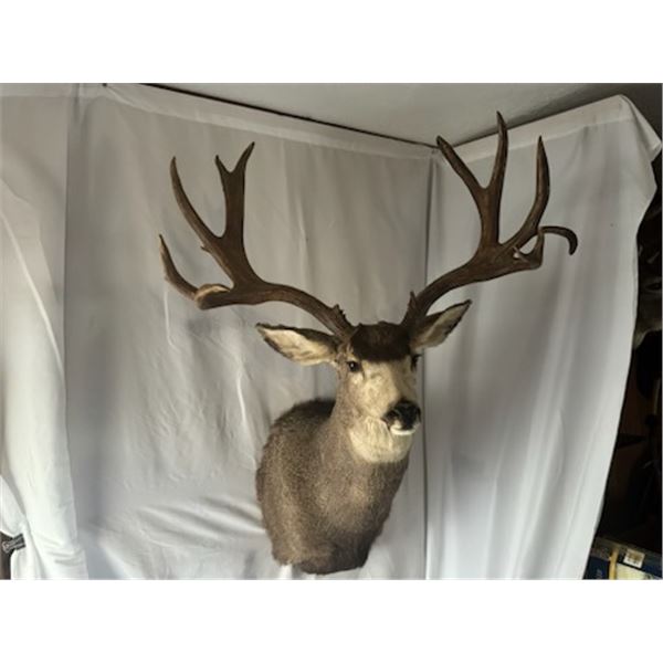 208” inch Mule Deer Shoulder Mount