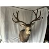 Image 1 : 208” inch Mule Deer Shoulder Mount