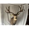 Image 2 : 208” inch Mule Deer Shoulder Mount