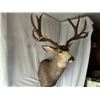 Image 3 : 208” inch Mule Deer Shoulder Mount