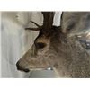 Image 4 : 208” inch Mule Deer Shoulder Mount