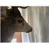 Image 5 : 208” inch Mule Deer Shoulder Mount