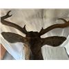 Image 7 : 208” inch Mule Deer Shoulder Mount