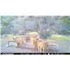 Image 10 : RAFFLE*5 Day Fully Guided Trophy Aoudad Hunt in West Texas w/ Rowdy McBride Hunting Services*RAFFLE