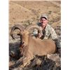 Image 1 : RAFFLE*5 Day Fully Guided Trophy Aoudad Hunt in West Texas w/ Rowdy McBride Hunting Services*RAFFLE