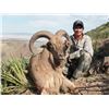 Image 5 : RAFFLE*5 Day Fully Guided Trophy Aoudad Hunt in West Texas w/ Rowdy McBride Hunting Services*RAFFLE
