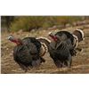 Image 3 : 3 Day Turkey Hunt for 1 Hunter and 1 Companion on Private Land in the Heart of New Mexico