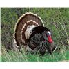 Image 4 : 3 Day Turkey Hunt for 1 Hunter and 1 Companion on Private Land in the Heart of New Mexico