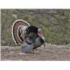 Image 6 : 3 Day Turkey Hunt for 1 Hunter and 1 Companion on Private Land in the Heart of New Mexico