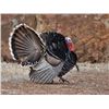 Image 7 : 3 Day Turkey Hunt for 1 Hunter and 1 Companion on Private Land in the Heart of New Mexico