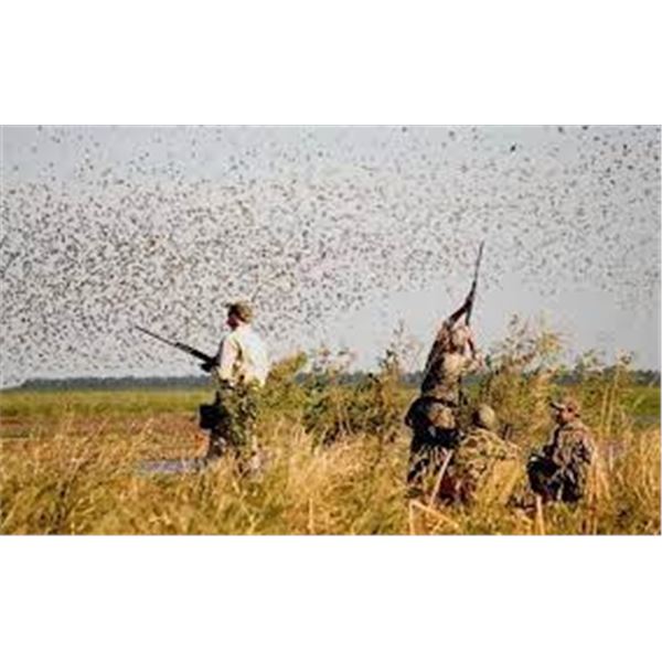 4 Night Argentina Dove Hunt for 4 Hunters with Pointer Wingshooting in Argentina