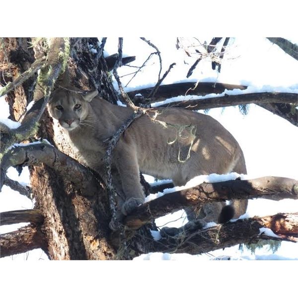 5-Day Guided Trophy Mountain Lion Hunt with Hounds in Arizona with Diamond Outfitters for 1 Hunter