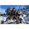 Image 4 : 5-Day Guided Trophy Mountain Lion Hunt with Hounds in Arizona with Diamond Outfitters for 1 Hunter