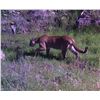 Image 8 : 5-Day Guided Trophy Mountain Lion Hunt with Hounds in Arizona with Diamond Outfitters for 1 Hunter