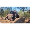 Image 4 : 10 Day/9 Night Buffalo Hunt for 2 Hunters in Limpopo Province South Africa w/ Ubathi Global Safaris