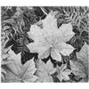 Image 1 : Adams - Leaves