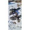 Image 1 : 16 CLINTON DECOYS UNLIMITED - FLOATING DECOYS - WERE PAINTED BLACK