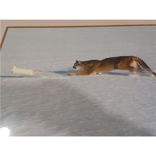 FRAMED COUGAR / HARE PICTURE 20X24"
