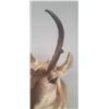 Image 10 : PRONG HORN ANTELOPE MOUNT COMES WITH RESELL DOCUMENTS - ISSUED BY THE ALBERTA GOVERNMENT - GREAT SHA