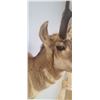 Image 12 : PRONG HORN ANTELOPE MOUNT COMES WITH RESELL DOCUMENTS - ISSUED BY THE ALBERTA GOVERNMENT - GREAT SHA